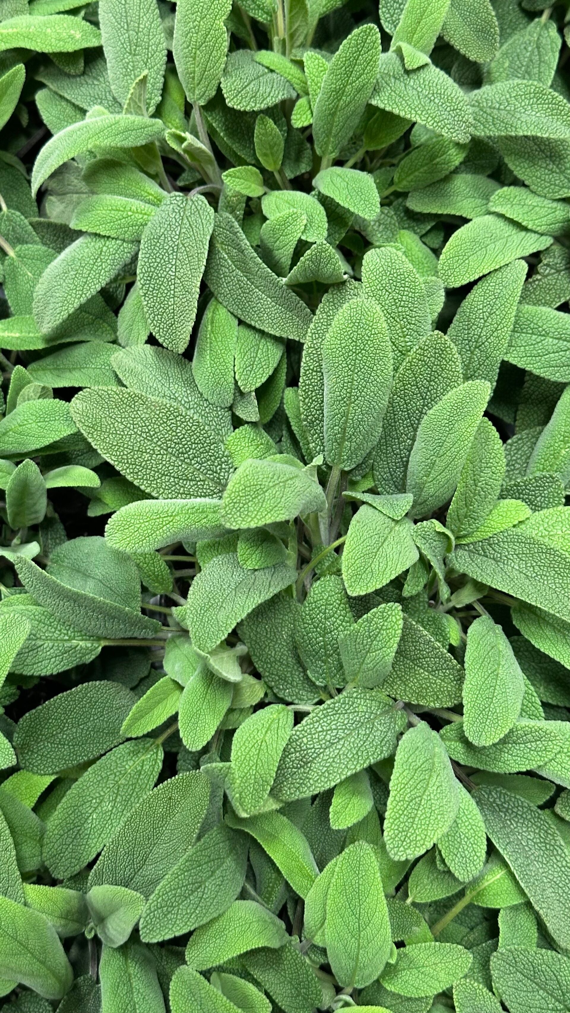 Salvia aromática